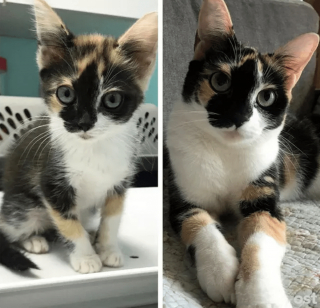 Illustration de l'article : 20 photos de chatons et de chiots irr&eacute;sistiblement mignons devenus de superbes chats et chiens adultes