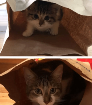 Illustration de l'article : 20 photos de chatons et de chiots irr&eacute;sistiblement mignons devenus de superbes chats et chiens adultes