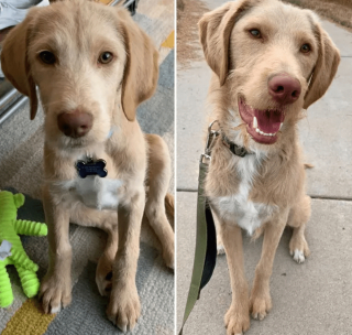 Illustration de l'article : 20 photos de chatons et de chiots irr&eacute;sistiblement mignons devenus de superbes chats et chiens adultes