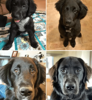 Illustration de l'article : 20 photos de chatons et de chiots irr&eacute;sistiblement mignons devenus de superbes chats et chiens adultes