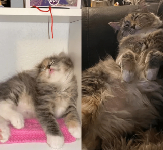 Illustration de l'article : 20 photos de chatons et de chiots irr&eacute;sistiblement mignons devenus de superbes chats et chiens adultes