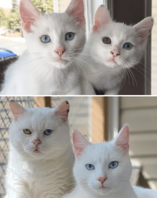 Illustration de l'article : 20 photos de chatons et de chiots irr&eacute;sistiblement mignons devenus de superbes chats et chiens adultes