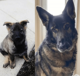 Illustration de l'article : 20 photos de chatons et de chiots irr&eacute;sistiblement mignons devenus de superbes chats et chiens adultes