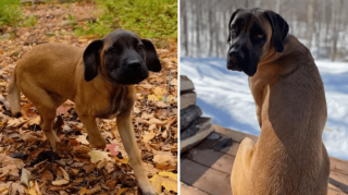 Illustration de l'article : 20 photos de chatons et de chiots irr&eacute;sistiblement mignons devenus de superbes chats et chiens adultes