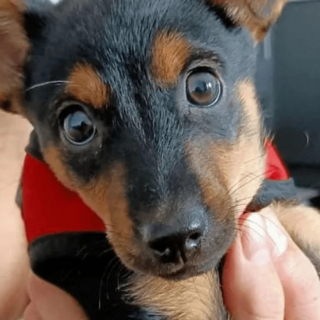 Illustration de l'article : Les gens se mobilisent pour la lib&eacute;ration d&rsquo;un chien, retenu &agrave; l&rsquo;a&eacute;roport &agrave; cause d&rsquo;un vaccin