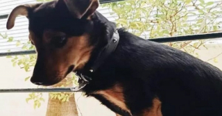 Illustration de l'article : Les gens se mobilisent pour la lib&eacute;ration d&rsquo;un chien, retenu &agrave; l&rsquo;a&eacute;roport &agrave; cause d&rsquo;un vaccin