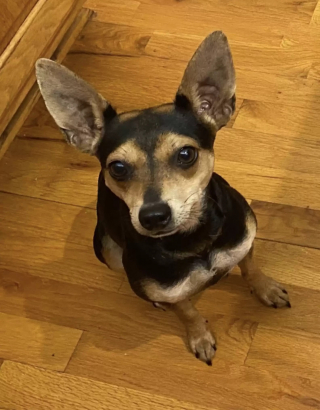 Illustration de l'article : Ce chien surprend tellement de passants que sa maîtresse est obligée de les informer à l’aide d’un panneau (vidéo)