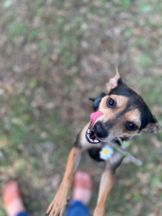 Illustration de l'article : Ce chien surprend tellement de passants que sa maîtresse est obligée de les informer à l’aide d’un panneau (vidéo)