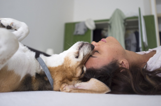 Illustration de l'article : Comment pouvez-vous améliorer la qualité de vie de vos chiens ? Une vétérinaire vous répond