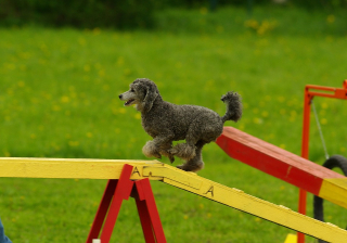 Illustration de l'article : Comment pouvez-vous améliorer la qualité de vie de vos chiens ? Une vétérinaire vous répond