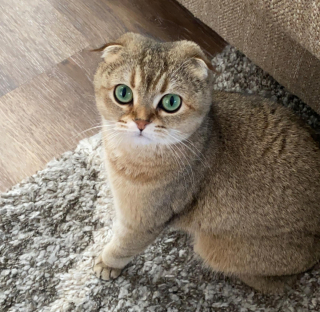 Illustration de l'article : 20 photos prouvant que rien n'est aussi expressif qu'un animal ayant un message à faire passer