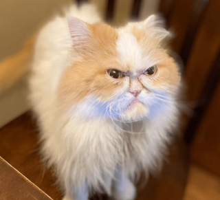 Illustration de l'article : 20 photos prouvant que rien n'est aussi expressif qu'un animal ayant un message à faire passer