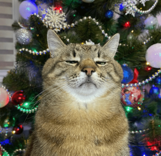 Illustration de l'article : 20 photos prouvant que rien n'est aussi expressif qu'un animal ayant un message à faire passer