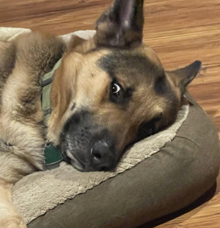 Illustration de l'article : 20 photos prouvant que rien n'est aussi expressif qu'un animal ayant un message à faire passer