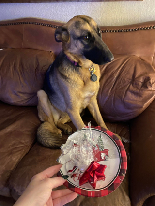 Illustration de l'article : 20 photos prouvant que rien n'est aussi expressif qu'un animal ayant un message à faire passer