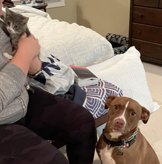 Illustration de l'article : 20 photos prouvant que rien n'est aussi expressif qu'un animal ayant un message à faire passer