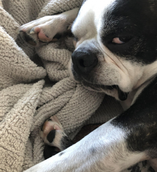 Illustration de l'article : 20 photos prouvant que rien n'est aussi expressif qu'un animal ayant un message à faire passer