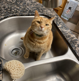 Illustration de l'article : 20 photos prouvant que rien n'est aussi expressif qu'un animal ayant un message à faire passer