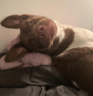 Illustration de l'article : 20 photos prouvant que rien n'est aussi expressif qu'un animal ayant un message à faire passer