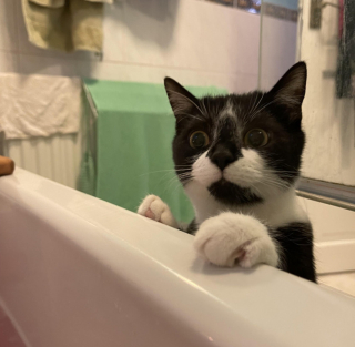 Illustration de l'article : 20 photos prouvant que rien n'est aussi expressif qu'un animal ayant un message à faire passer