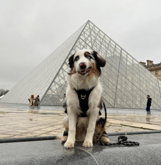Illustration de l'article : 20 photos prouvant que rien n'est aussi expressif qu'un animal ayant un message à faire passer
