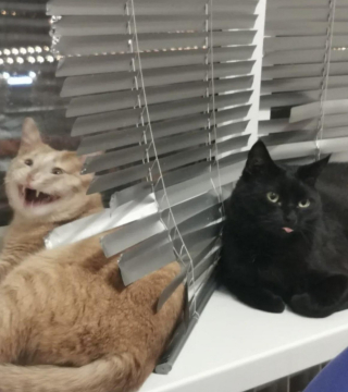 Illustration de l'article : 20 photos prouvant que rien n'est aussi expressif qu'un animal ayant un message à faire passer