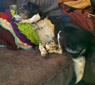 Illustration de l'article : 20 photos prouvant que rien n'est aussi expressif qu'un animal ayant un message à faire passer