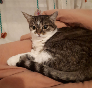 Illustration de l'article : 20 photos prouvant que rien n'est aussi expressif qu'un animal ayant un message à faire passer