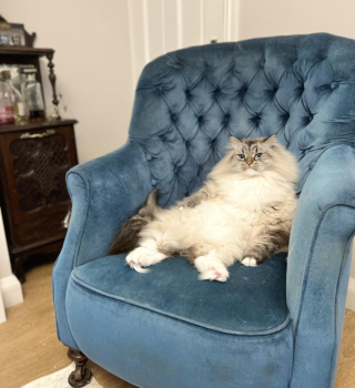 Illustration de l'article : 20 photos prouvant que rien n'est aussi expressif qu'un animal ayant un message à faire passer