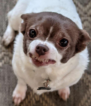 Illustration de l'article : 20 photos prouvant que rien n'est aussi expressif qu'un animal ayant un message à faire passer