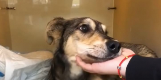 Illustration de l'article : Paralys&eacute; par la douleur et transi de froid, ce chien s&rsquo;est retrouv&eacute; livr&eacute; &agrave; lui-m&ecirc;me au coeur d&rsquo;une montagne