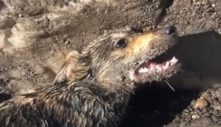 Illustration de l'article : Paralys&eacute; par la douleur et transi de froid, ce chien s&rsquo;est retrouv&eacute; livr&eacute; &agrave; lui-m&ecirc;me au coeur d&rsquo;une montagne