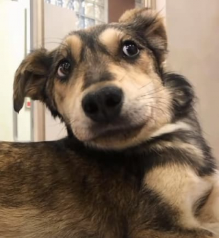 Illustration de l'article : Paralys&eacute; par la douleur et transi de froid, ce chien s&rsquo;est retrouv&eacute; livr&eacute; &agrave; lui-m&ecirc;me au coeur d&rsquo;une montagne