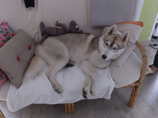 Illustration de l'article : Kidnappé à Toulouse, ce jeune Husky est retrouvé à 150 kilomètres de chez lui (vidéo)