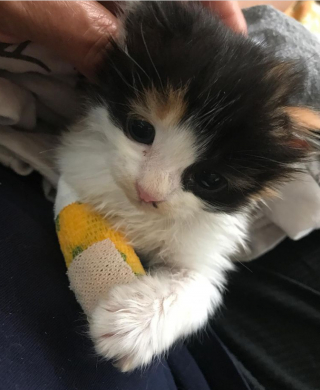 Illustration de l'article : Un chaton blessé retrouvé en plein milieu d’une gigantesque pépinière