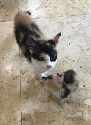 Illustration de l'article : Un chaton blessé retrouvé en plein milieu d’une gigantesque pépinière