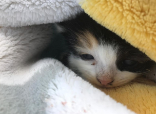 Illustration de l'article : Un chaton blessé retrouvé en plein milieu d’une gigantesque pépinière