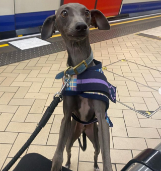 Illustration de l'article : Ce chien embellit la journée de ceux qu’il croise dans le métro (vidéo)