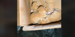 Illustration de l'article : Une femme explore une vieille usine abandonnée et découvre des chats nouveau-nés (vidéo)