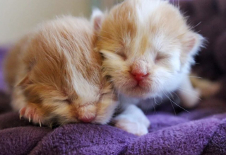 Illustration de l'article : Un chaton miraculé retrouve sa sœur dans une maison d’accueil