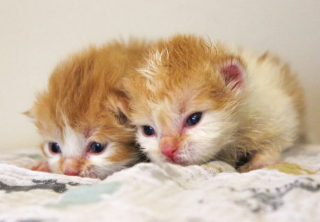 Illustration de l'article : Un chaton miraculé retrouve sa sœur dans une maison d’accueil