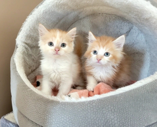 Illustration de l'article : Un chaton miraculé retrouve sa sœur dans une maison d’accueil