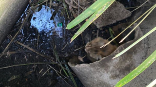Illustration de l'article : Après s’être discrètement glissé dans la voiture de son papa, un chat panique lorsqu’ils arrivent à l’aéroport et disparaît pendant 10 jours