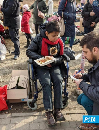 Illustration de l'article : Des centaines de chats et de chiens sauvés de la guerre en Ukraine par l’association PETA