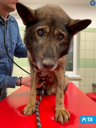 Illustration de l'article : Des centaines de chats et de chiens sauvés de la guerre en Ukraine par l’association PETA