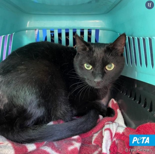 Illustration de l'article : Des centaines de chats et de chiens sauvés de la guerre en Ukraine par l’association PETA