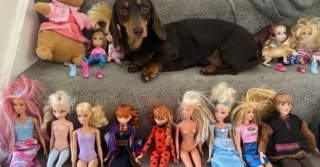 Illustration de l'article : La relation adorable entre une fillette et sa chienne Teckel qui se comportent comme des sœurs