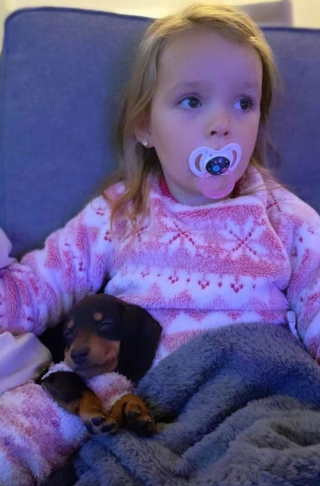 Illustration de l'article : La relation adorable entre une fillette et sa chienne Teckel qui se comportent comme des sœurs