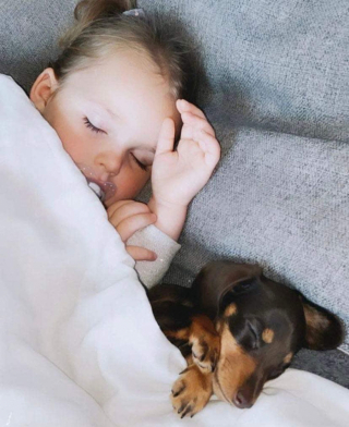 Illustration de l'article : La relation adorable entre une fillette et sa chienne Teckel qui se comportent comme des sœurs