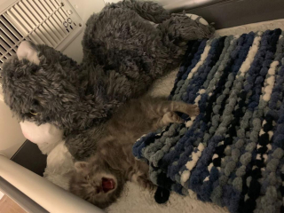 Illustration de l'article : Alertée par des pleurs incessants provenant de son jardin, une femme trouve et aide un chaton orphelin pétri de peur